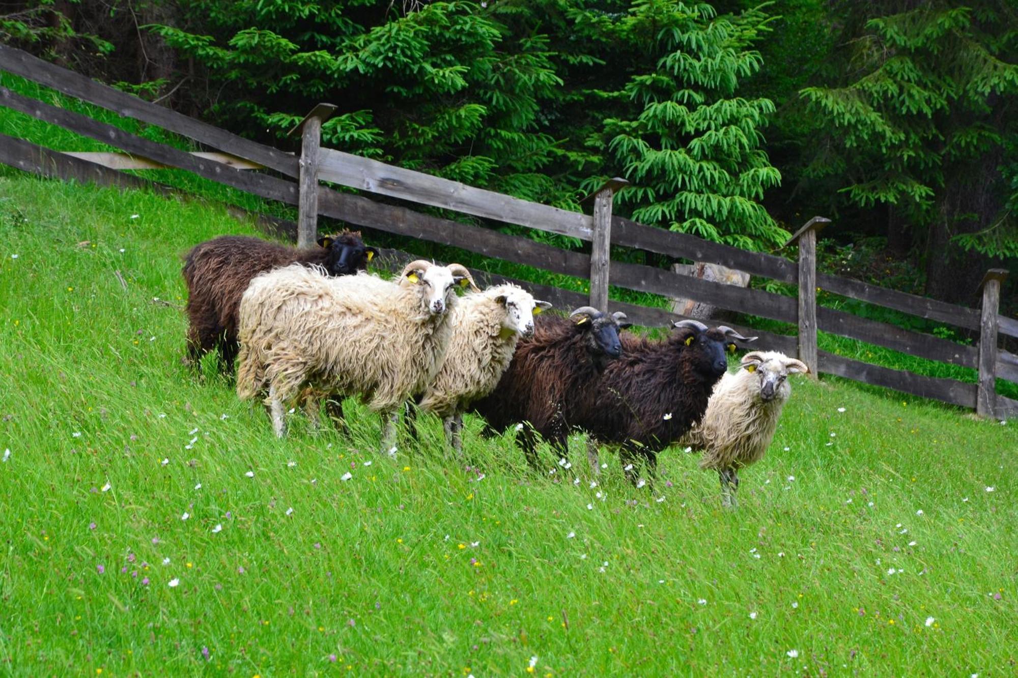 Farm stay Koliba U Dobreho Pastiera *
